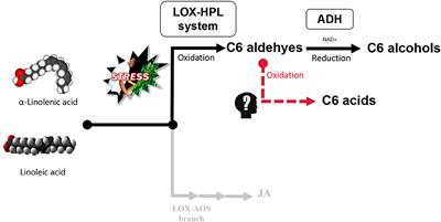 Metabolic Flow of C6 Volatile Compounds From LOX-HPL Pathway Based on Airflow During the Post-harvest Process of Oolong Tea